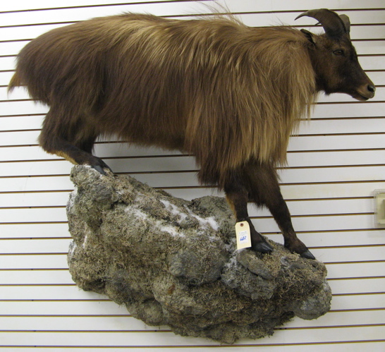 Appraisal: HIMALAYAN TAHR hemitragus jemlahicus full mount on wall-mounted habit pedestal