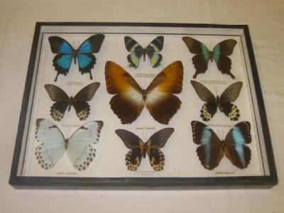 Appraisal: A VICTORIAN CASE OF NINE BUTTERFLY SAMPLES including Papilio Ulysses