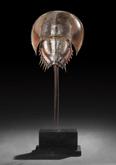 Appraisal: Taxidermy Horseshoe Crab Carapace on a custom-made ebonized stand h