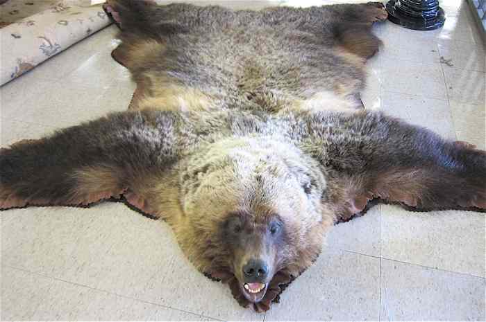 Appraisal: AN ALASKAN BROWN BEAR FLOOR RUG having a double felt