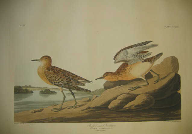 Appraisal: AFTER JOHN JAMES AUDUBON AMERICAN - BUFF BREASTED SANDPIPER handcolored