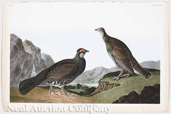 Appraisal: After John James Audubon American - Long-Tailed or Dusky Grouse