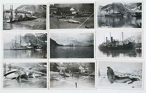 Appraisal: Whaling Photos Early th Century Whaling Photographs Lot of photographs