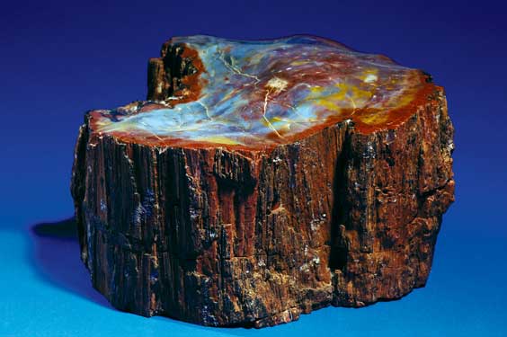 Appraisal: RAINBOW PETRIFIED WOOD Jurassic Chinle Formation Northeastern Arizona USA Paleobotany