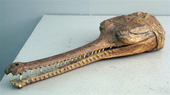 Appraisal: th century stuffed Gharial head h in