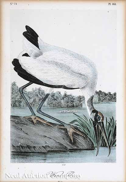 Appraisal: After John James Audubon American - American White Pelican Brown