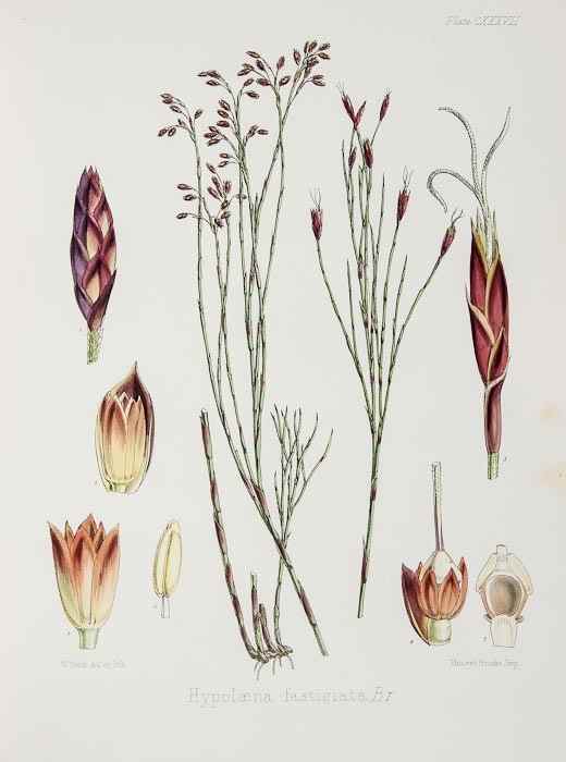 Appraisal: Hooker William The Botany of the Antarctic Voyage Flora Tasmaniae