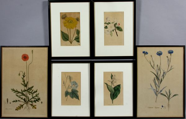 Appraisal: Group of six th Century hand-colored engravings from 'Flora Londinensis