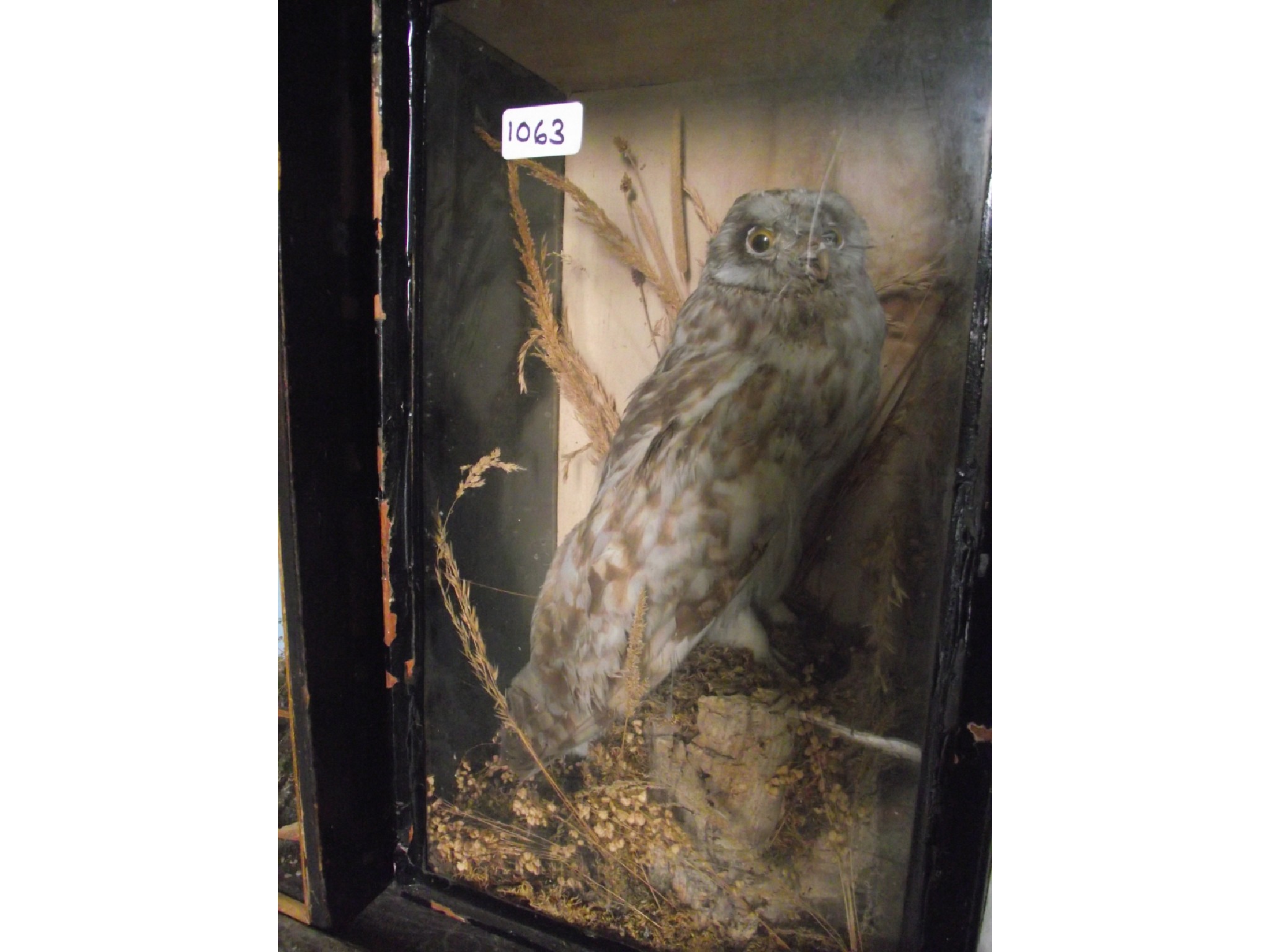 Appraisal: Taxidermy - a Victorian stuffed and mounted short-eared owl owl