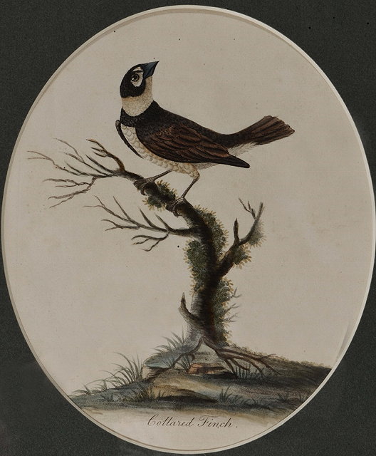 Appraisal: TH CENTURY ENGLISH SCHOOL'Collared Finch' and 'Bearded Titmouse Male' two