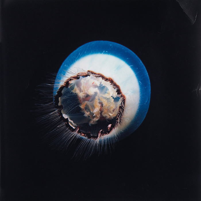 Appraisal: Douglas Faulkner American th century Jellyfish and Sunlight and Moon