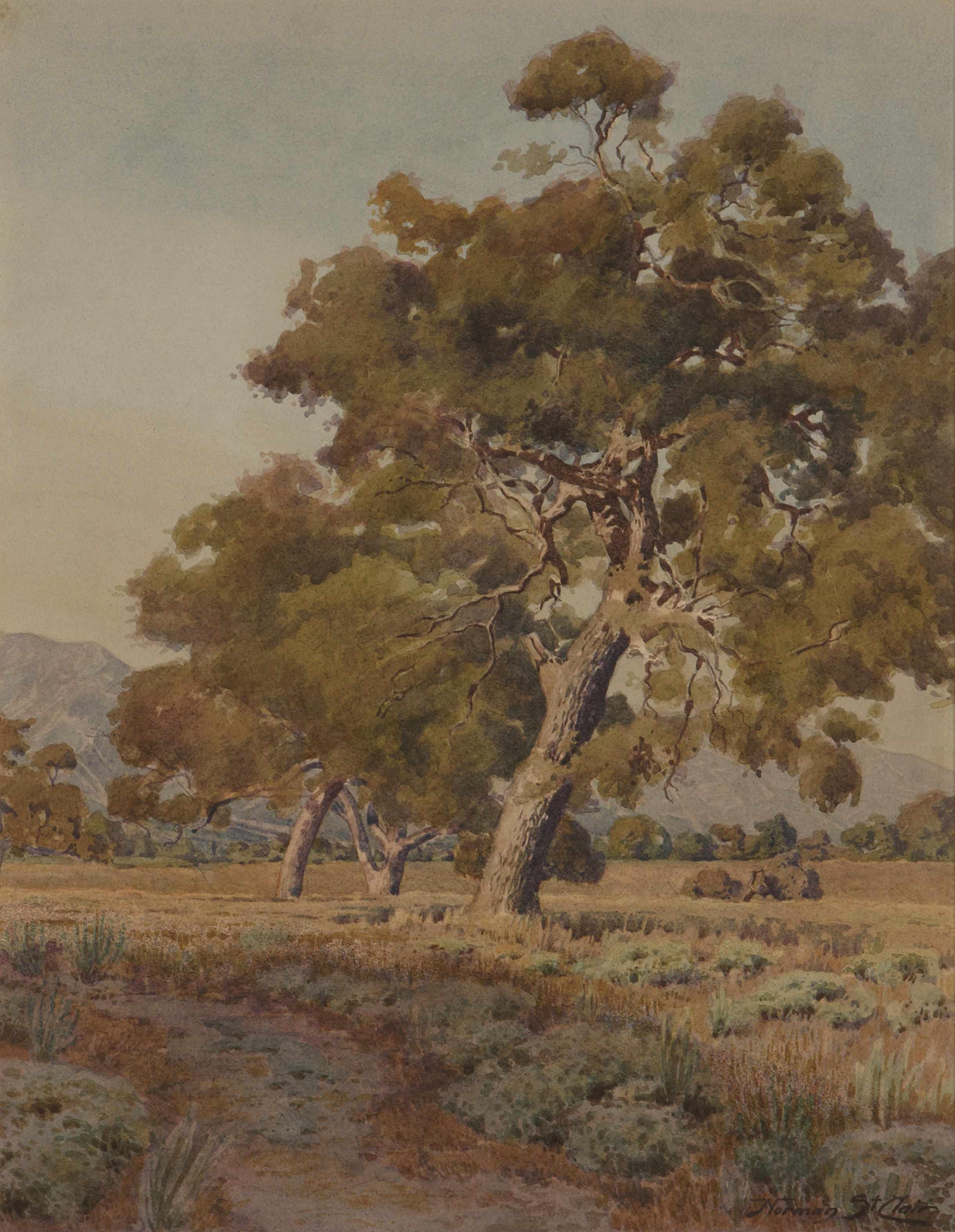 Appraisal: Norman St Clair American - Trees near Santa Barbara signed