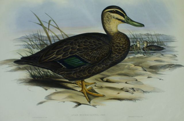 Appraisal: Australian wild Duck Anas Superciliosa