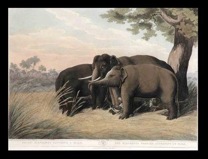 Appraisal: DECOY ELEPHANTS CATCHING A MALE Hand-colored engraving x in after