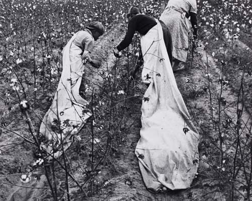 Appraisal: SHAHN BEN - PETERSEN ROLF Cotton pickers Silver print x