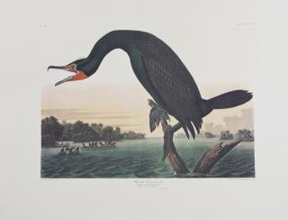 Appraisal: John James Audubon - Florida Cormorant No Plate Amsterdam edition