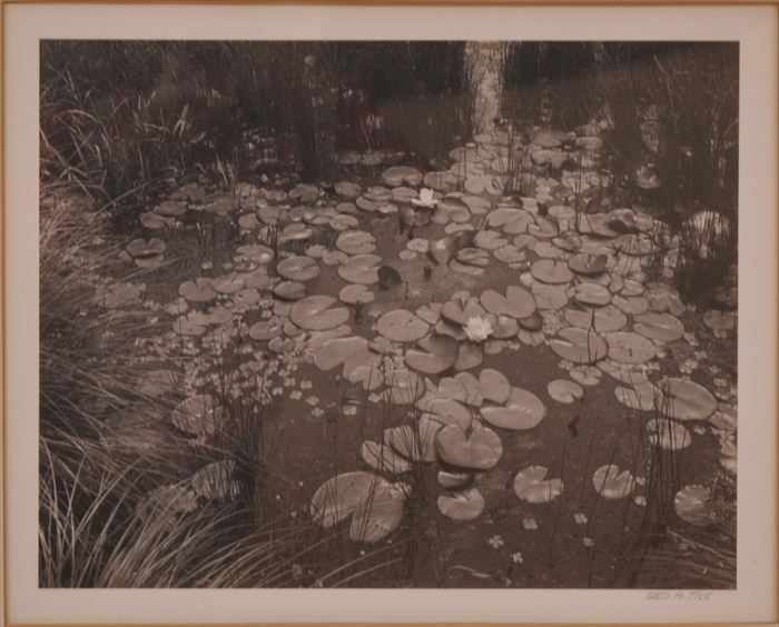 Appraisal: GEORGE TICE b AQUATIC PLANTS SADDLE RIVER NEW JERSEY Gelatin