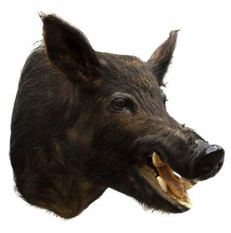 Appraisal: Taxidermy Wild Boar trophy mount approx h w d