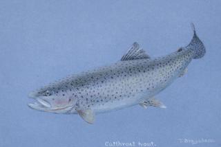 Appraisal: Thomas Brayshaw Canadian - Two Mixed Media Drawings Cutthroat Trout