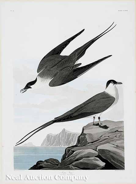 Appraisal: After John James Audubon American - Arctic Yager No Plate