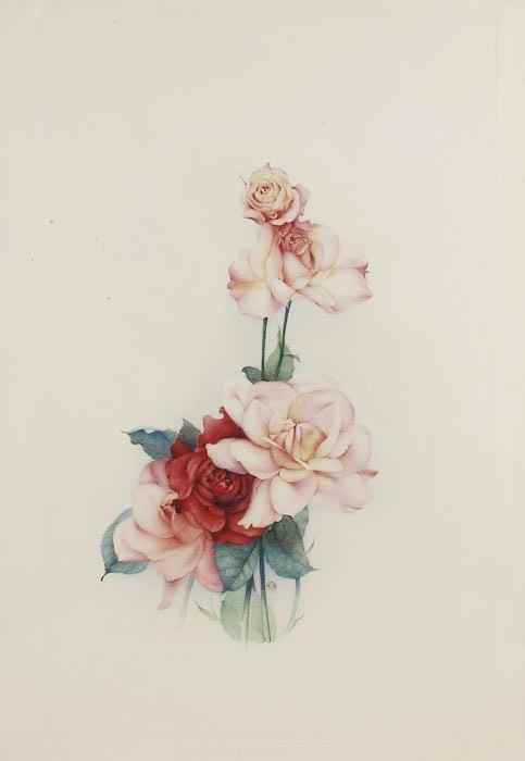 Appraisal: Detmold Edward Julius Pink roses watercolour over pencil on thin