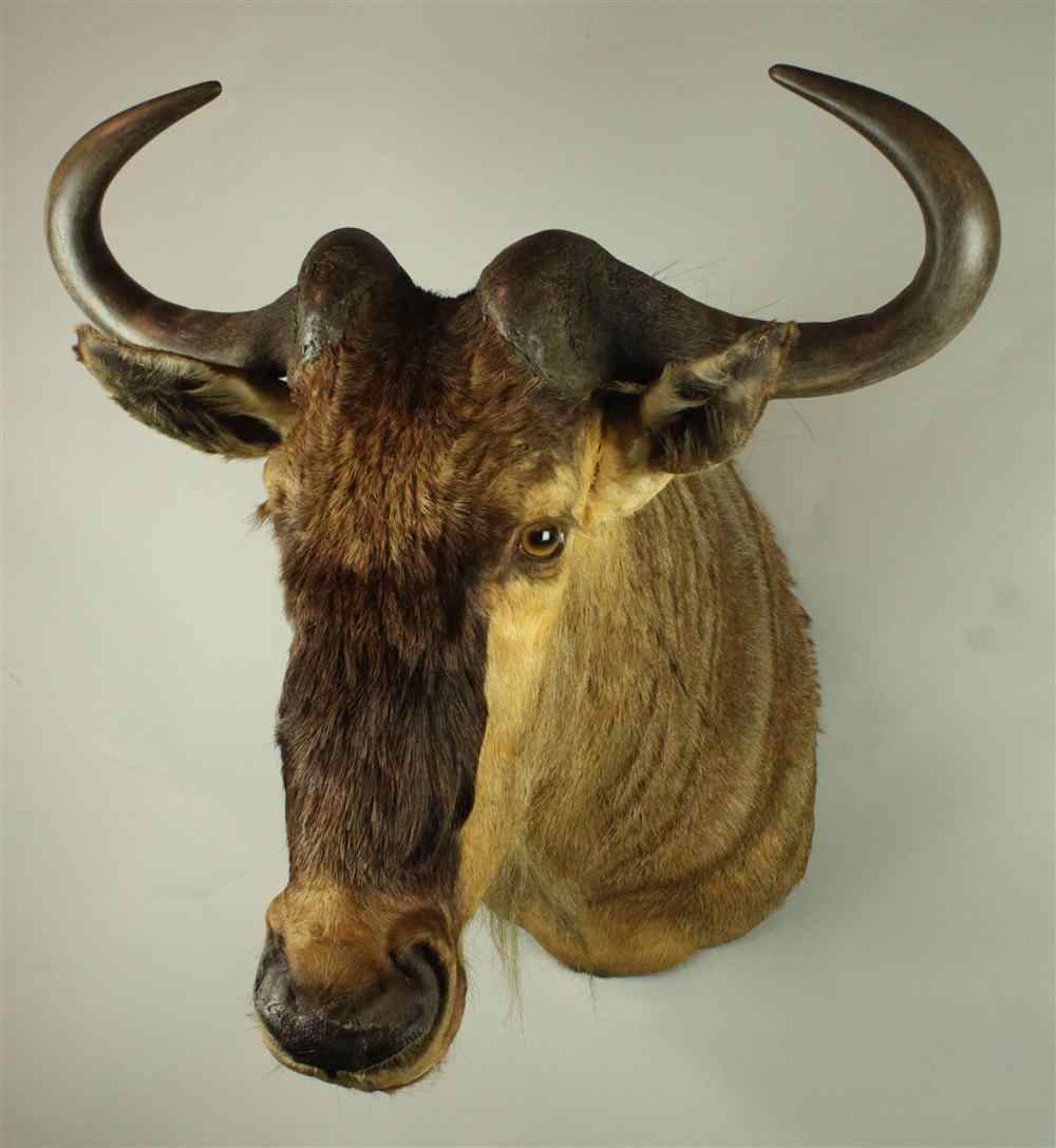 Appraisal: EAST AFRICAN WILDEBEEST TAXIDERMY SHOULDER MOUNT LABEL ''JAMES L CLARK