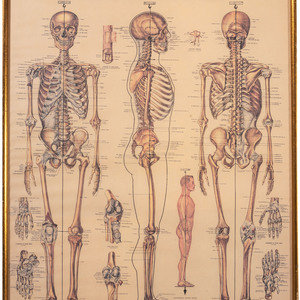 Appraisal: Three Framed Medical Prints th Century including a skeletal system