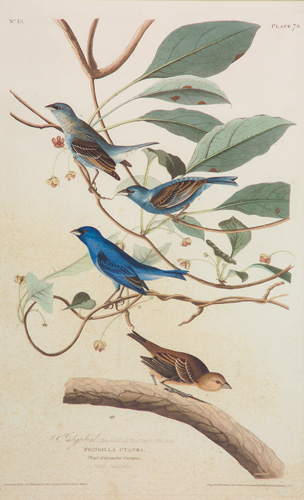 Appraisal: James W Audubon American - Indigo- Bird Hand-colored engraving with