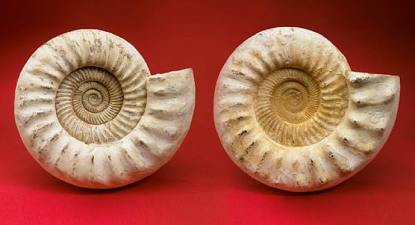 Appraisal: Pair of Decorative Ammonites Cranosphinctes Jurassic Madagascar Two attractively shaped