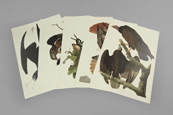 Appraisal: After John James Audubon American - Collection of Fourteen Double