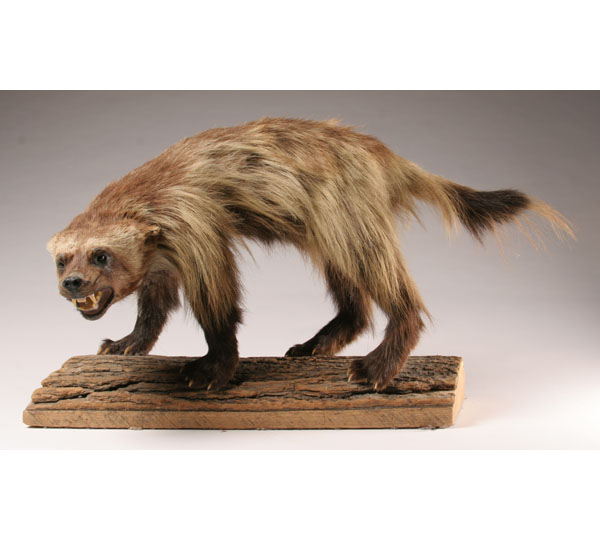 Appraisal: Wolverine mount posed on log Body H x L Good