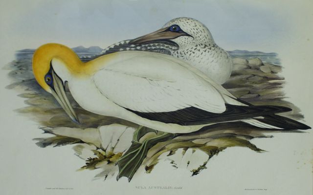 Appraisal: Australian Gannet Sula Australis