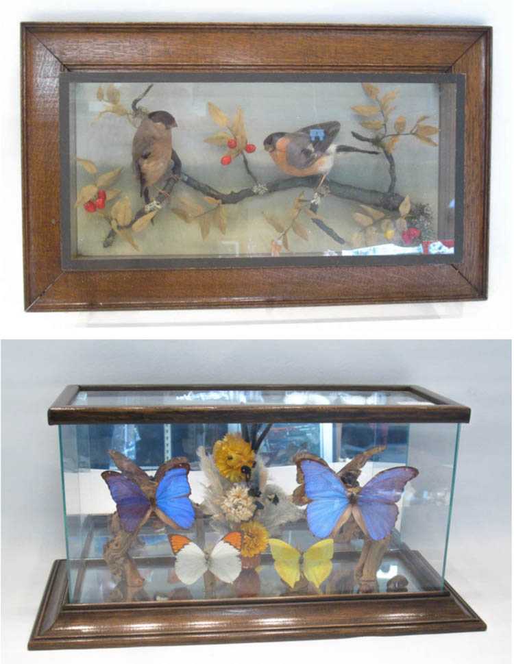 Appraisal: TWO CASED DIORAMAS the first of Victorian taxidermy birds in