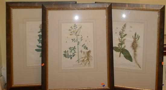 Appraisal: FRANCOIS REGNAULT SET OF FOUR BOTANICAL STUDIES HAND-COLOURED ETCHINGS FRAMED