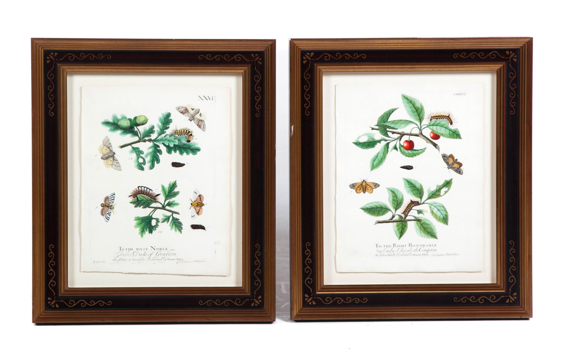 Appraisal: TWO FRAMED HANDCOLORED LITHOGRAPHS OF MOTHS AND MOTH LARVA England