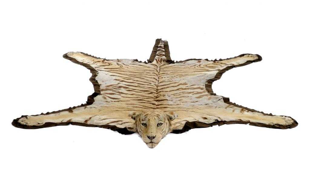 Appraisal: TAXIDERMY BENGAL TIGER PANTHERA TIGRIS SKIN MOUNTED BY VAN INGEN