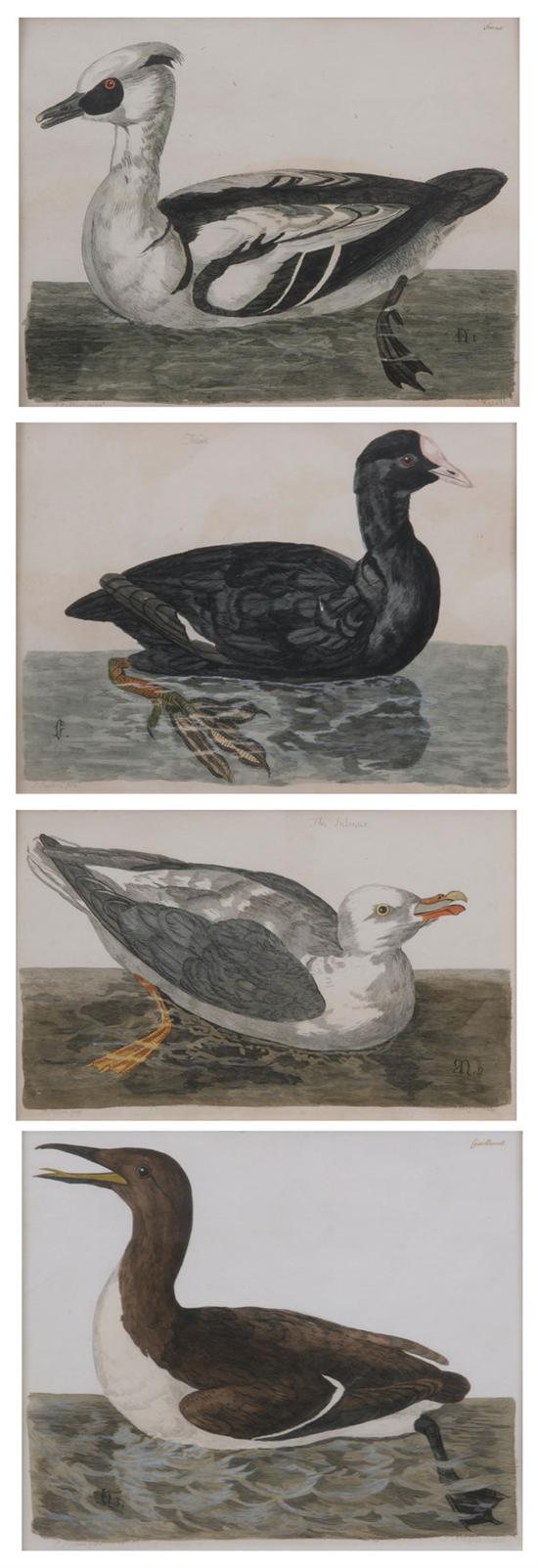 Appraisal: AFTER PETER PAILLOU British - Ornithological Studies Four hand-colored engravings