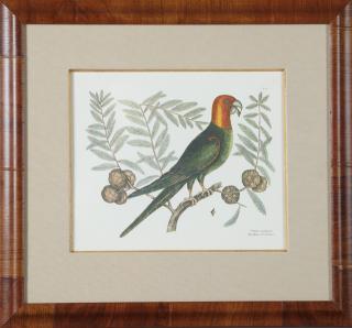 Appraisal: Marc Catesby - The Parrot of Carolina th c colored