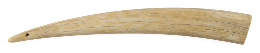 Appraisal: POLISHED WALRUS TUSK LENGTH POLISHED WALRUS TUSK Per Federal Regulation