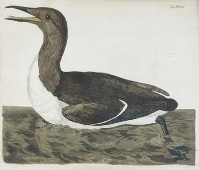 Appraisal: After Peter Paillou Guillemot White and dusky grebe The black