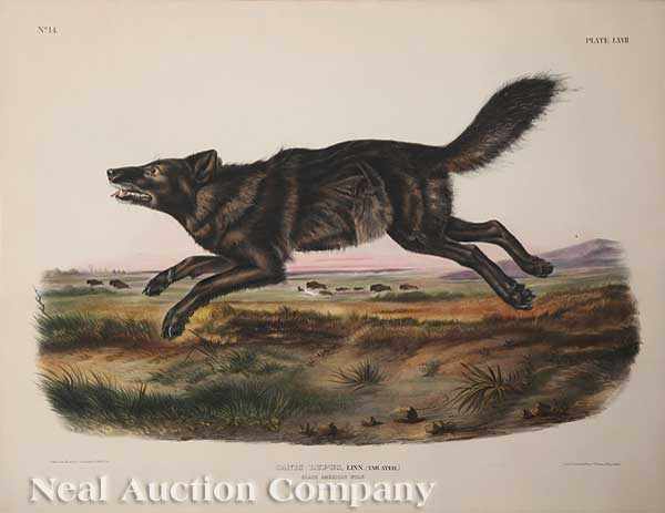 Appraisal: John James Audubon American - Black American Wolf Plate hand-colored