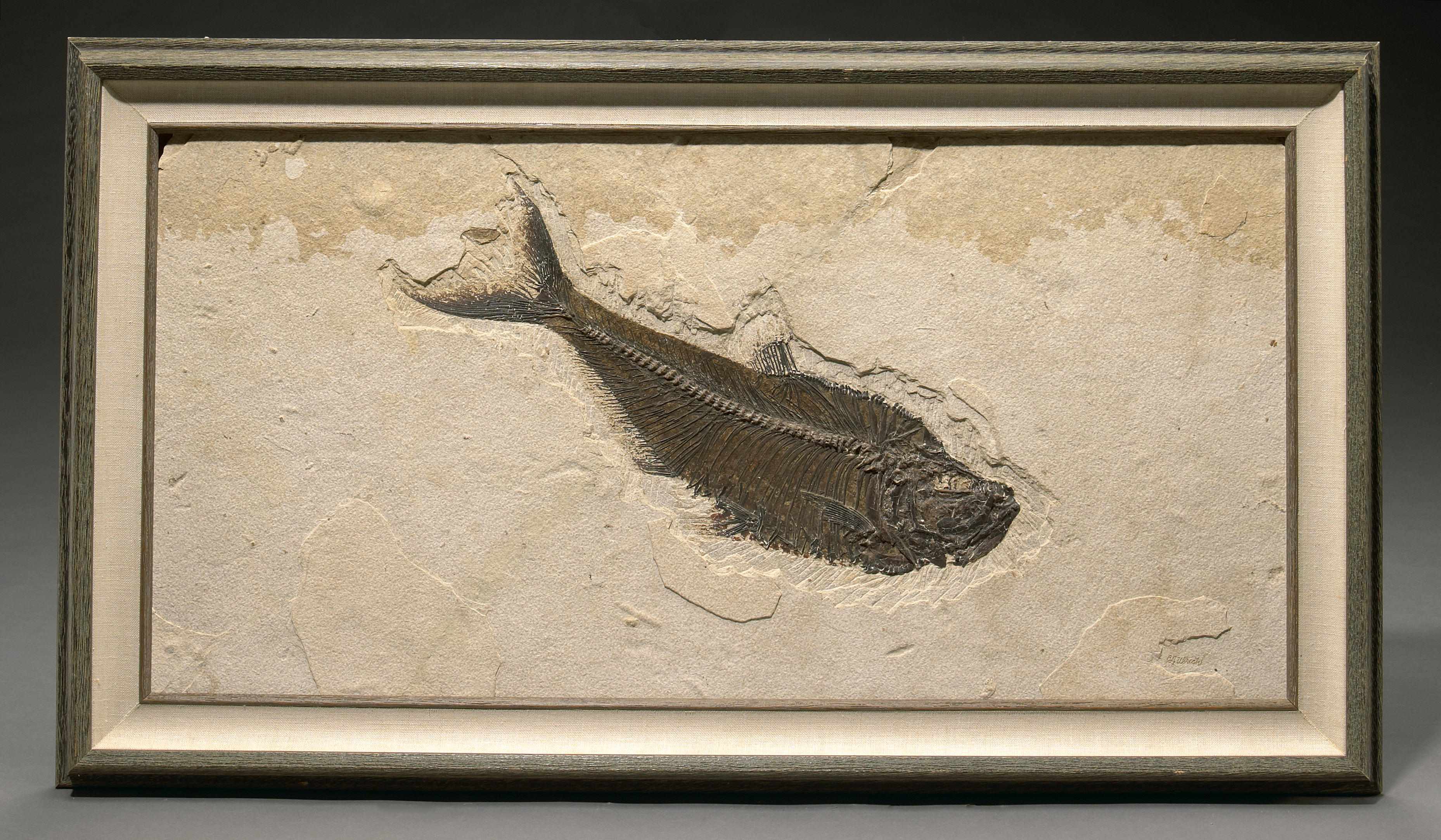 Appraisal: Large Framed Fossil Fish Diplomystus dentatusEoceneGreen River Formation Fossil Butte