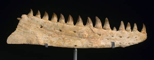 Appraisal: Mosasaur Jaw Leiodon anceps Late Cretaceous Morocco Mosasaurs were aggressive