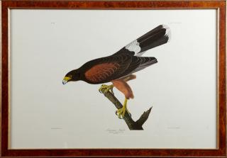 Appraisal: John James Audubon - Louisiana Hawk No Plate Amsterdam edition