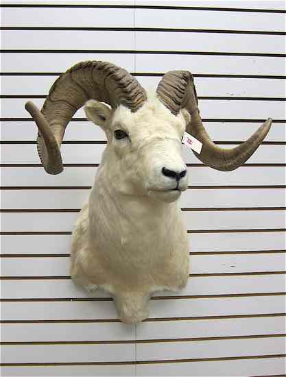 Appraisal: TROPHY GAME HEAD MOUNT northwest Dall sheep Weibel Taxidermy Lake