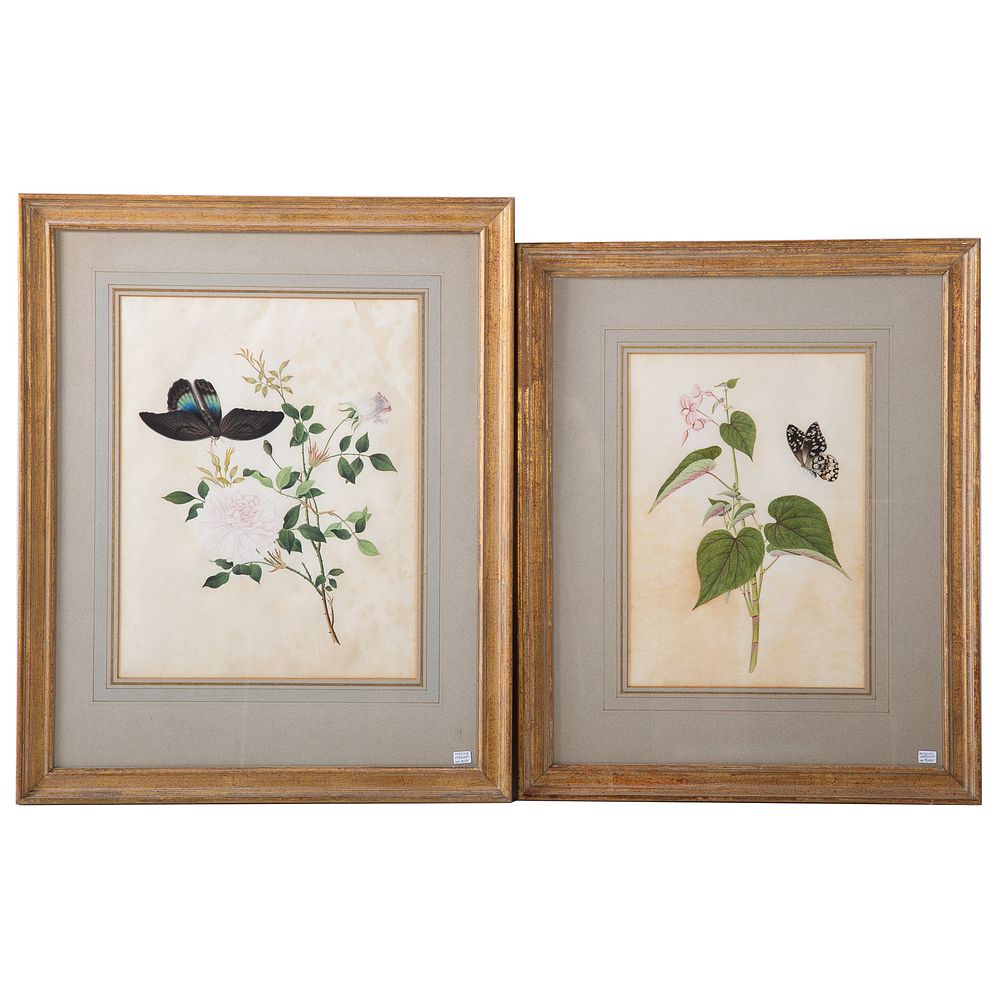 Appraisal: Pair of Botanical Watercolors th century probably American pigment on