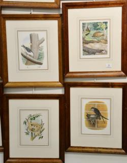 Appraisal: Set of thirteen chromolithographs from Nests and Eggs Birds of