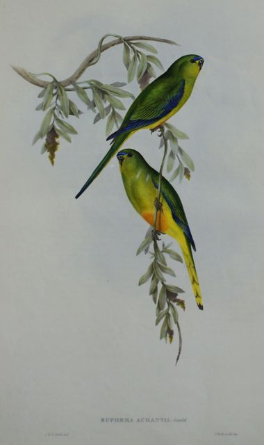 Appraisal: Orange-bellied Grass-Parrakeet Euphema Aurantia Lithograph by Elizabeth Gould