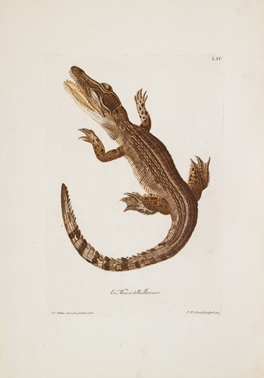 Appraisal: REPTILES Knorr Georg Wolfgang Group of better hand-colored engraved plates