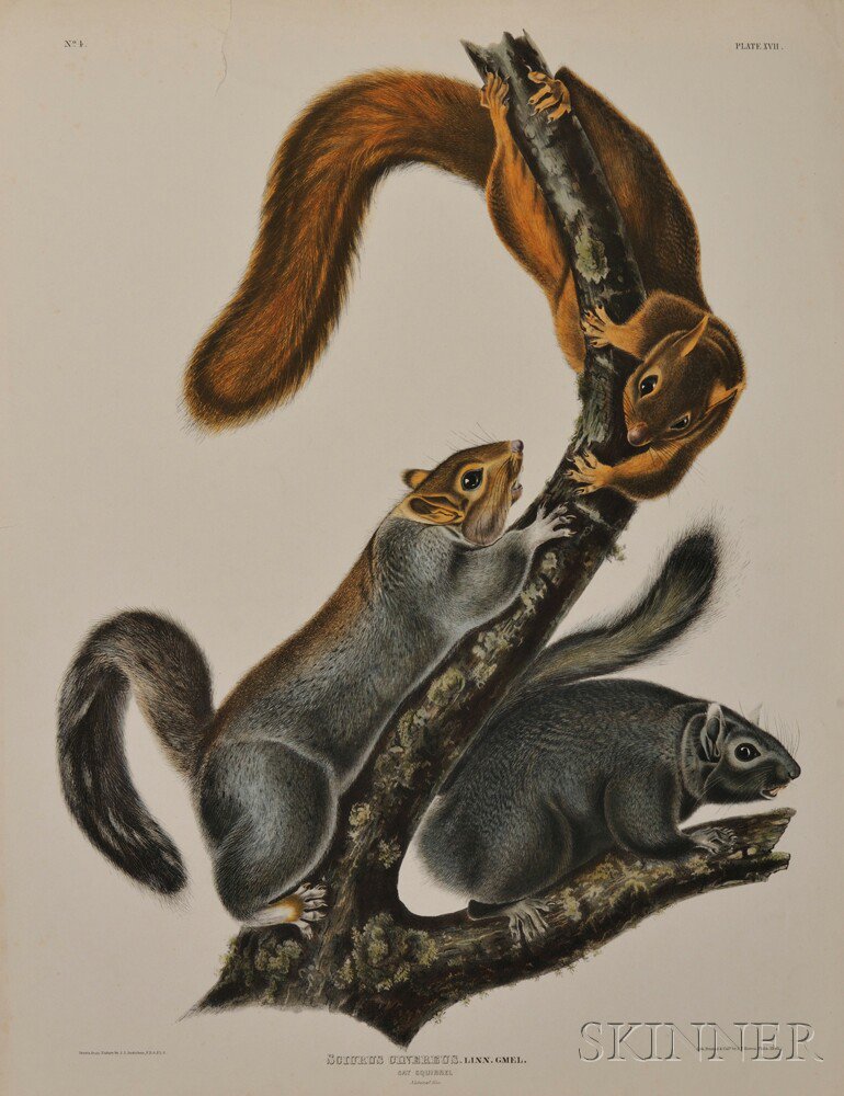 Appraisal: Audubon John James - Cat Squirrel Plate XVII from The